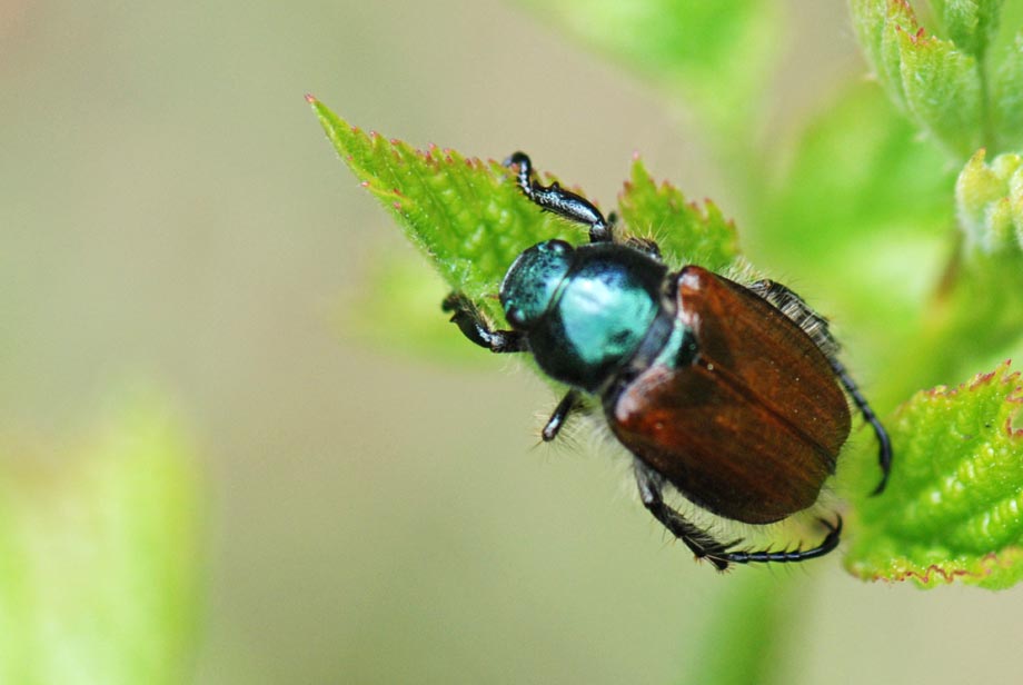 Da ID: Phyllopertha horticola